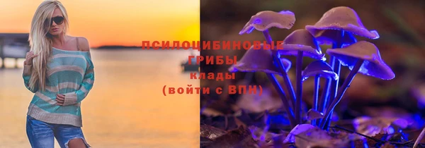 сатива Гатчина